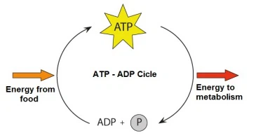 Role of ATP Role of ATP
