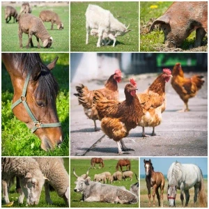 Livestock and Poultry Livestock and Poultry