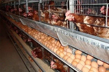 Improved Nutrient Utilization Improved Nutrient Utilization