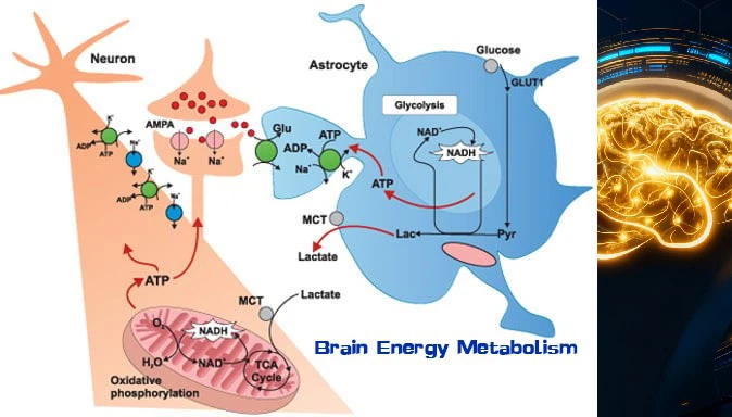 What is the mechanism of action of Calcium Hopantenate What is the mechanism of action of Calcium Hopantenate
