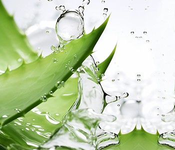 Aloe, en almindelig men ekstraordinær grøn plante