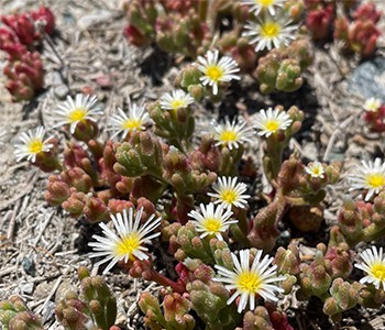 Sukkulenter kan faktisk bruges som medicin!