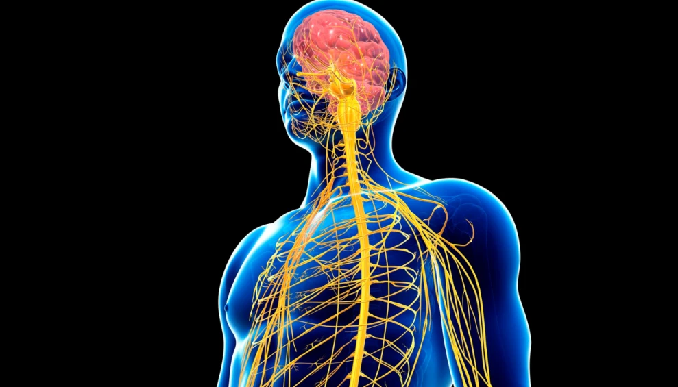 Central nervous system